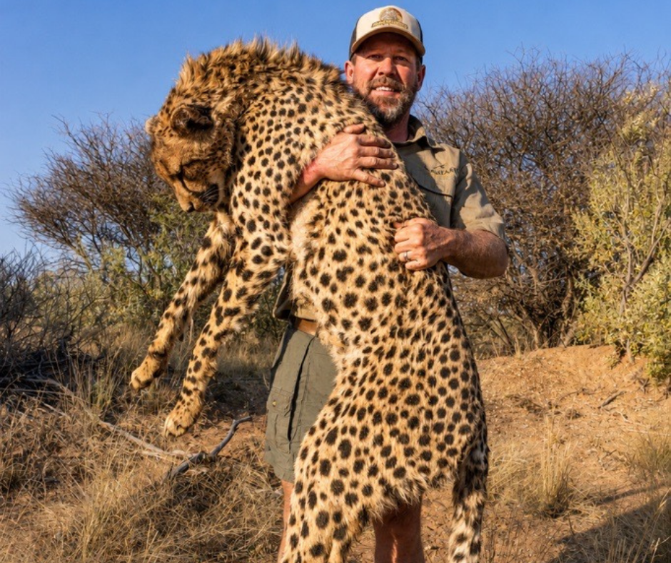 Robert Beall with a cheetah