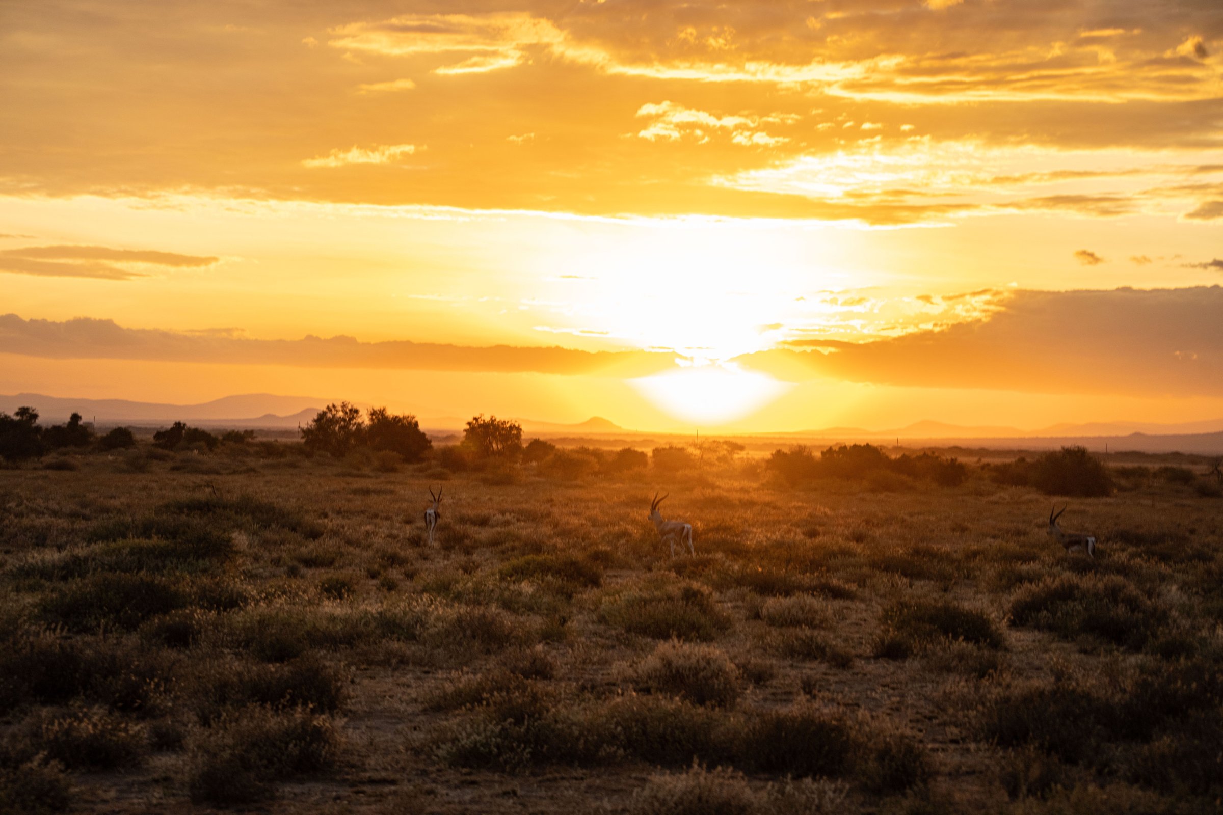 Antelope on the Kalahari plains at sunset