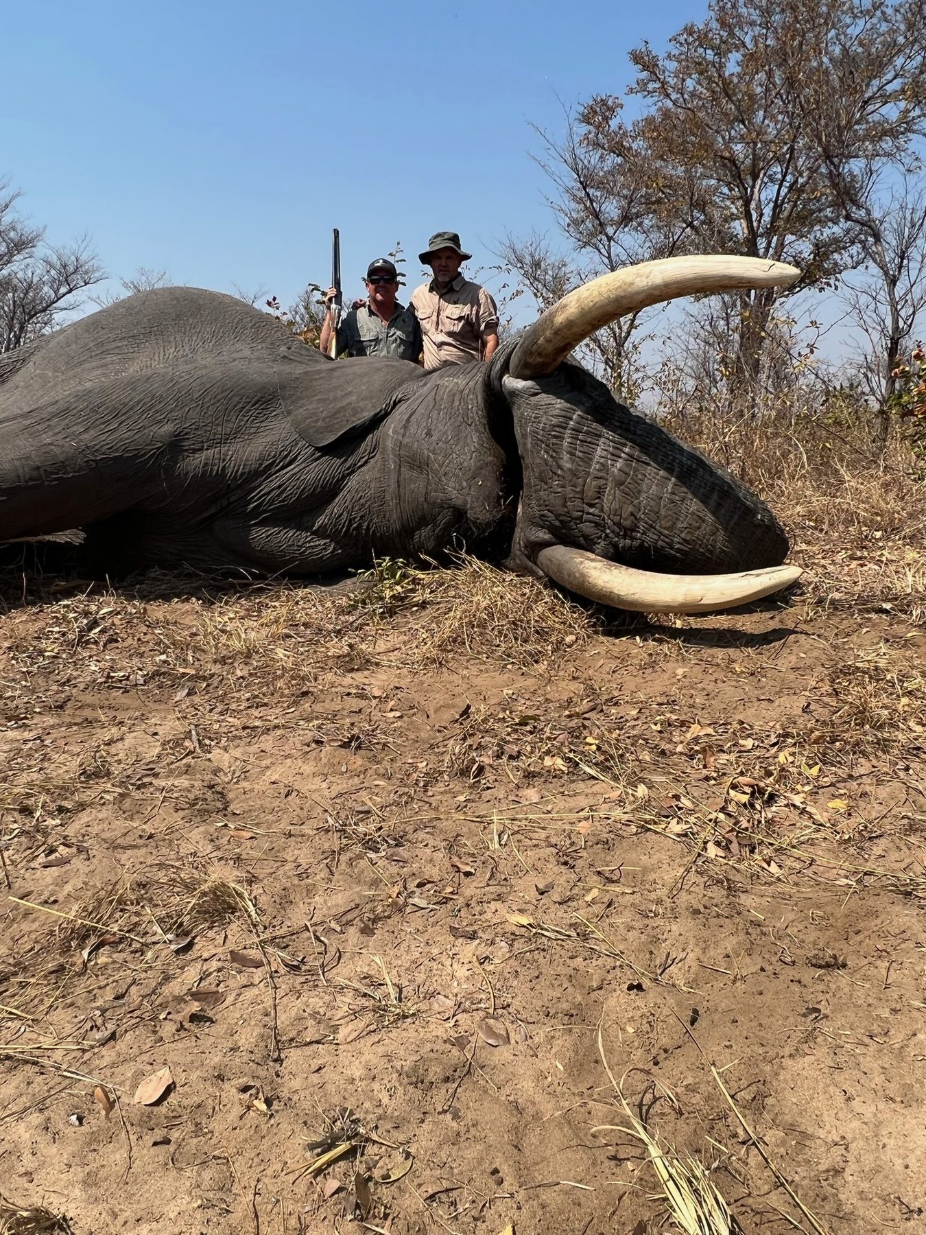 Elephant trophy hunt with the hunting party