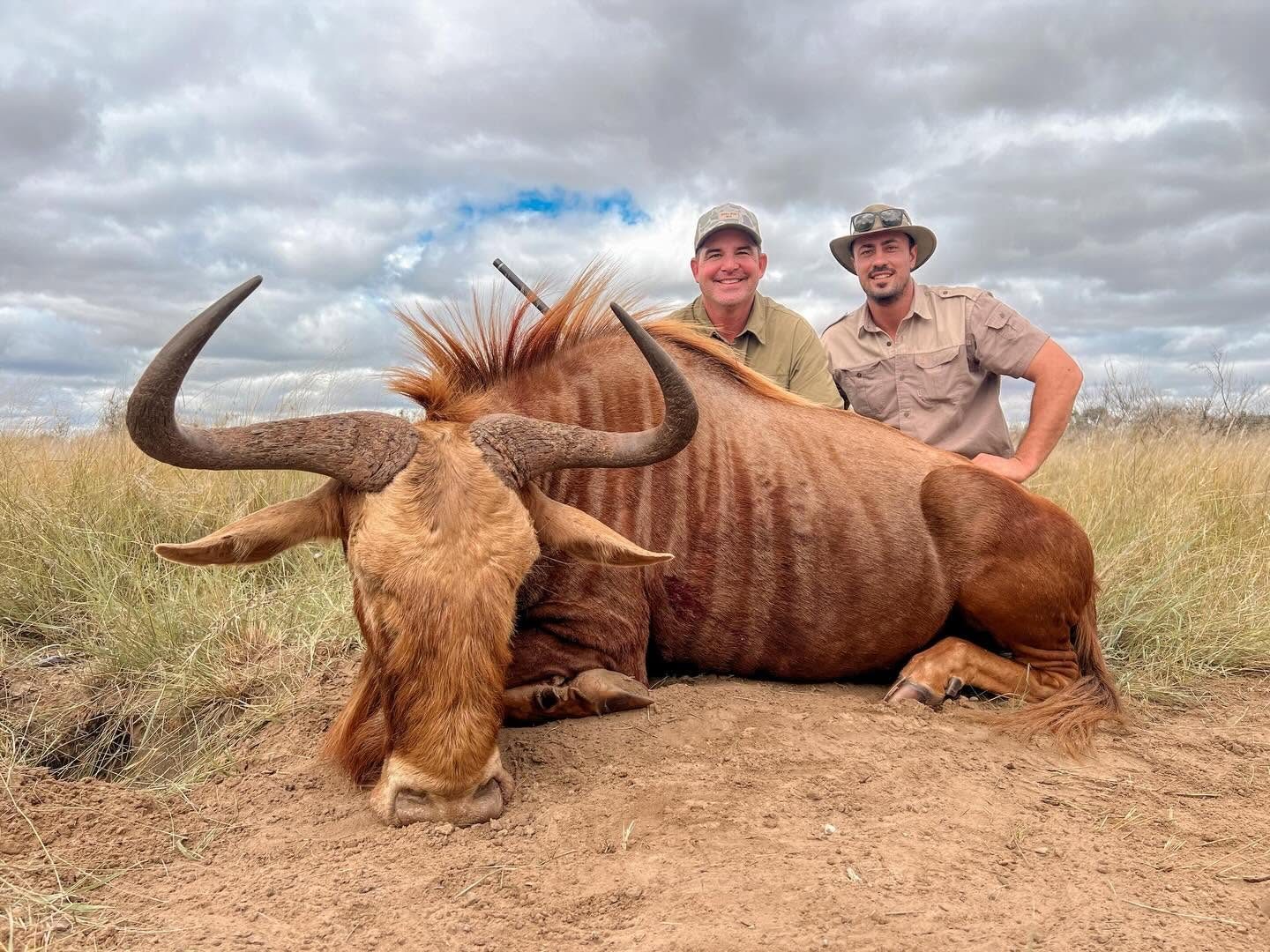 Red hartebeest trophy hunt in the Kalahari