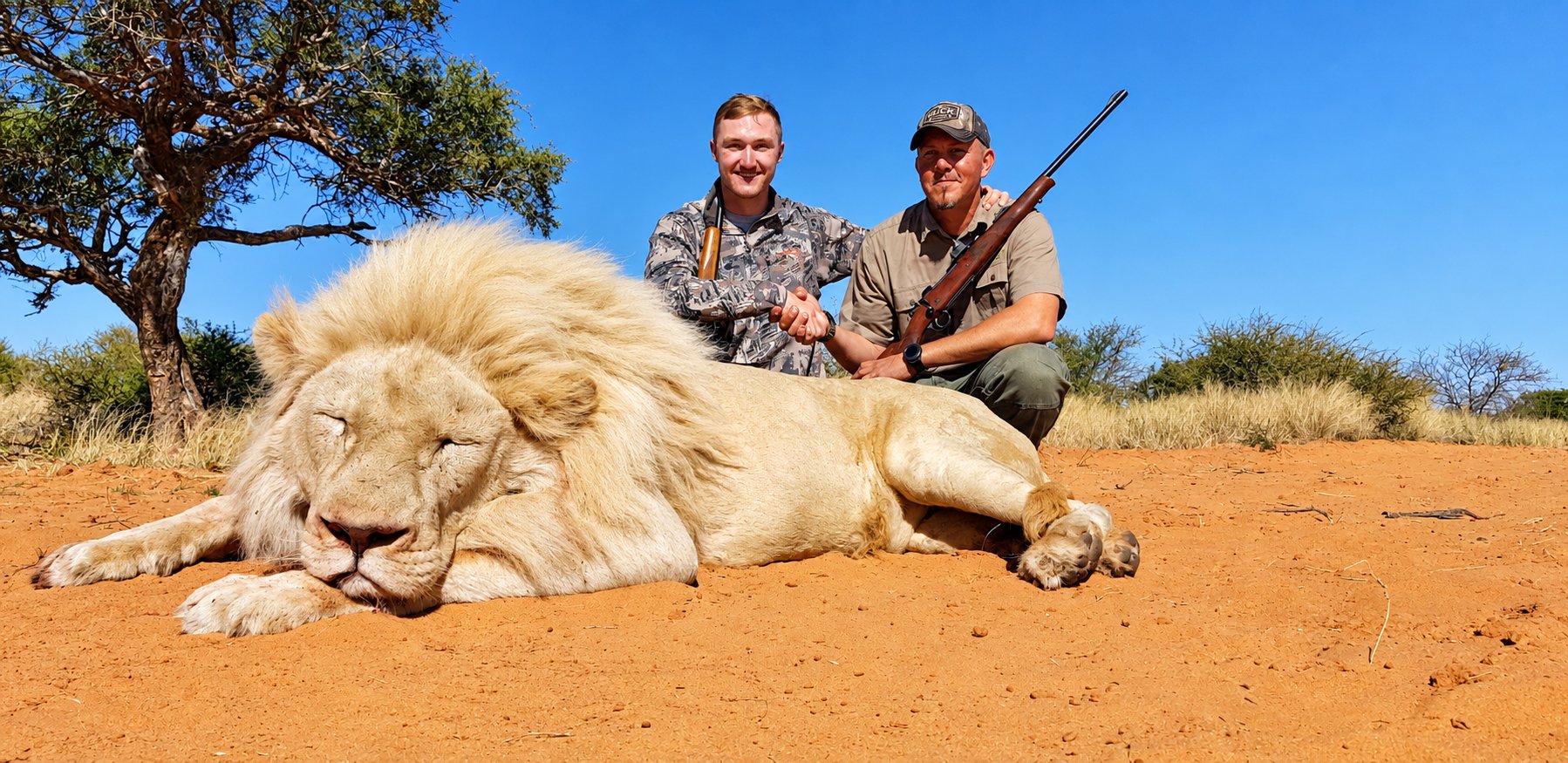 Male lion trophy hunt