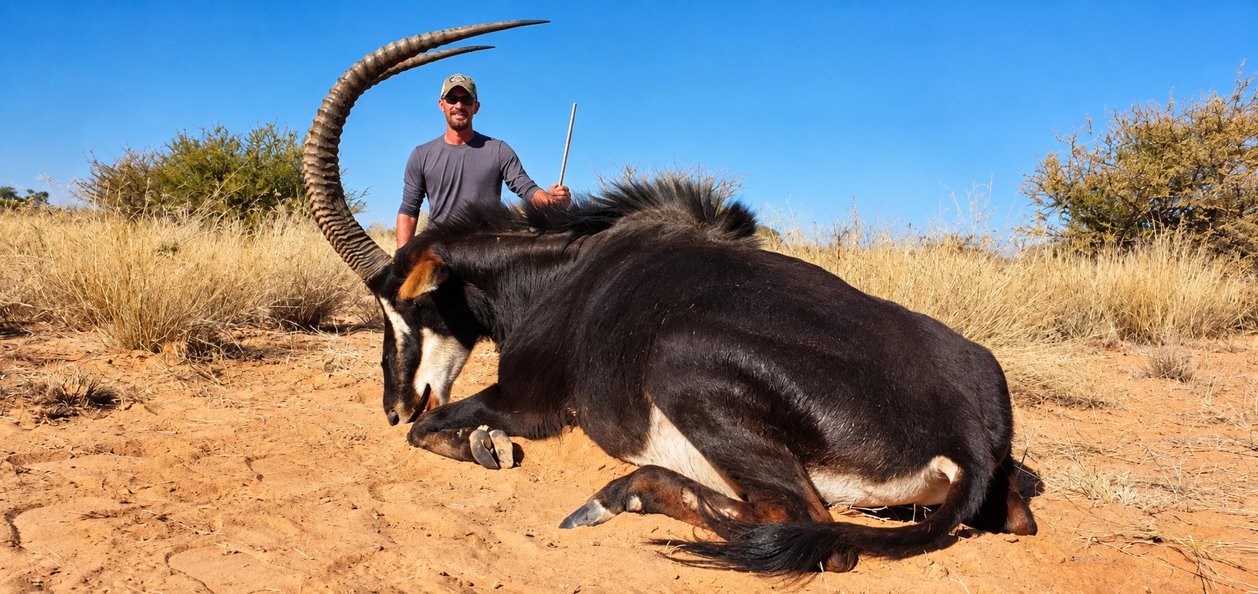 Sable antelope trophy hunt